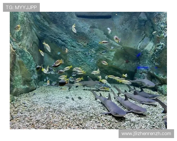 金鲨银鲨：海洋探险中的惊险瞬间与壮丽景观的精彩回顾